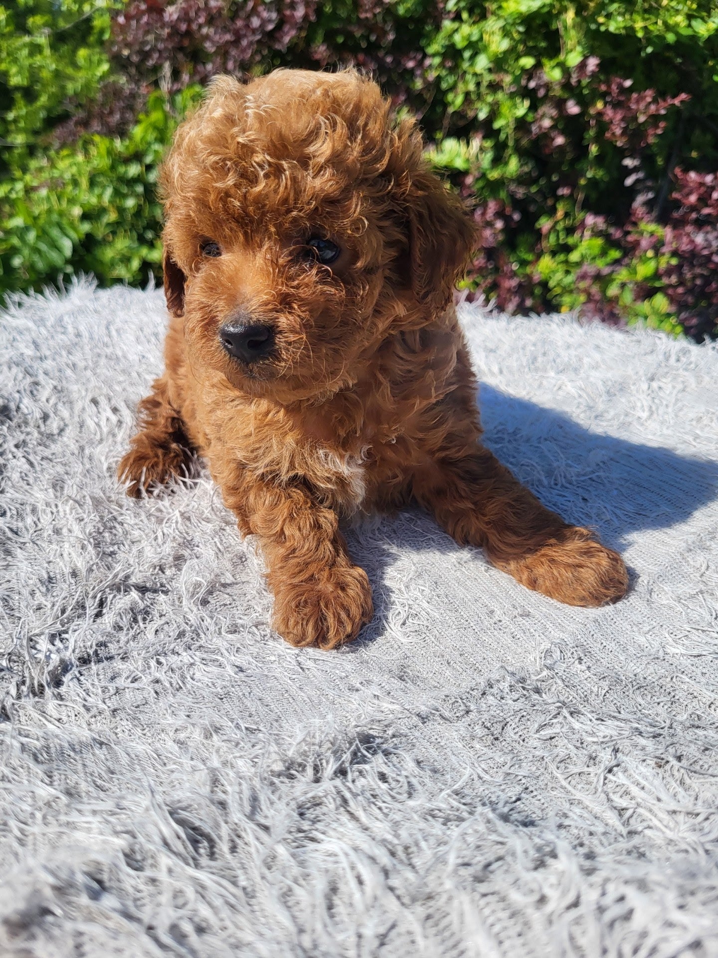 Toy Poodle