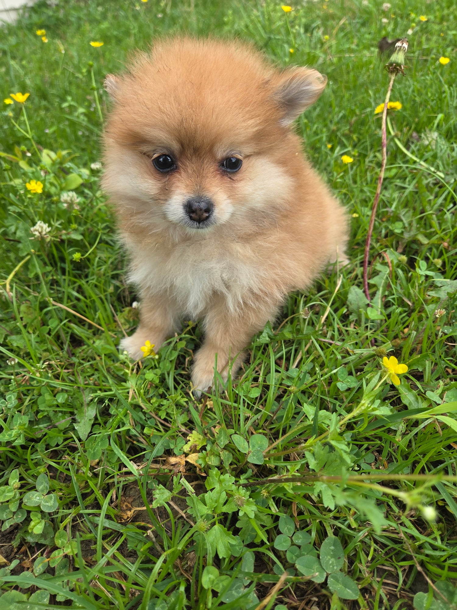 Pomeranian