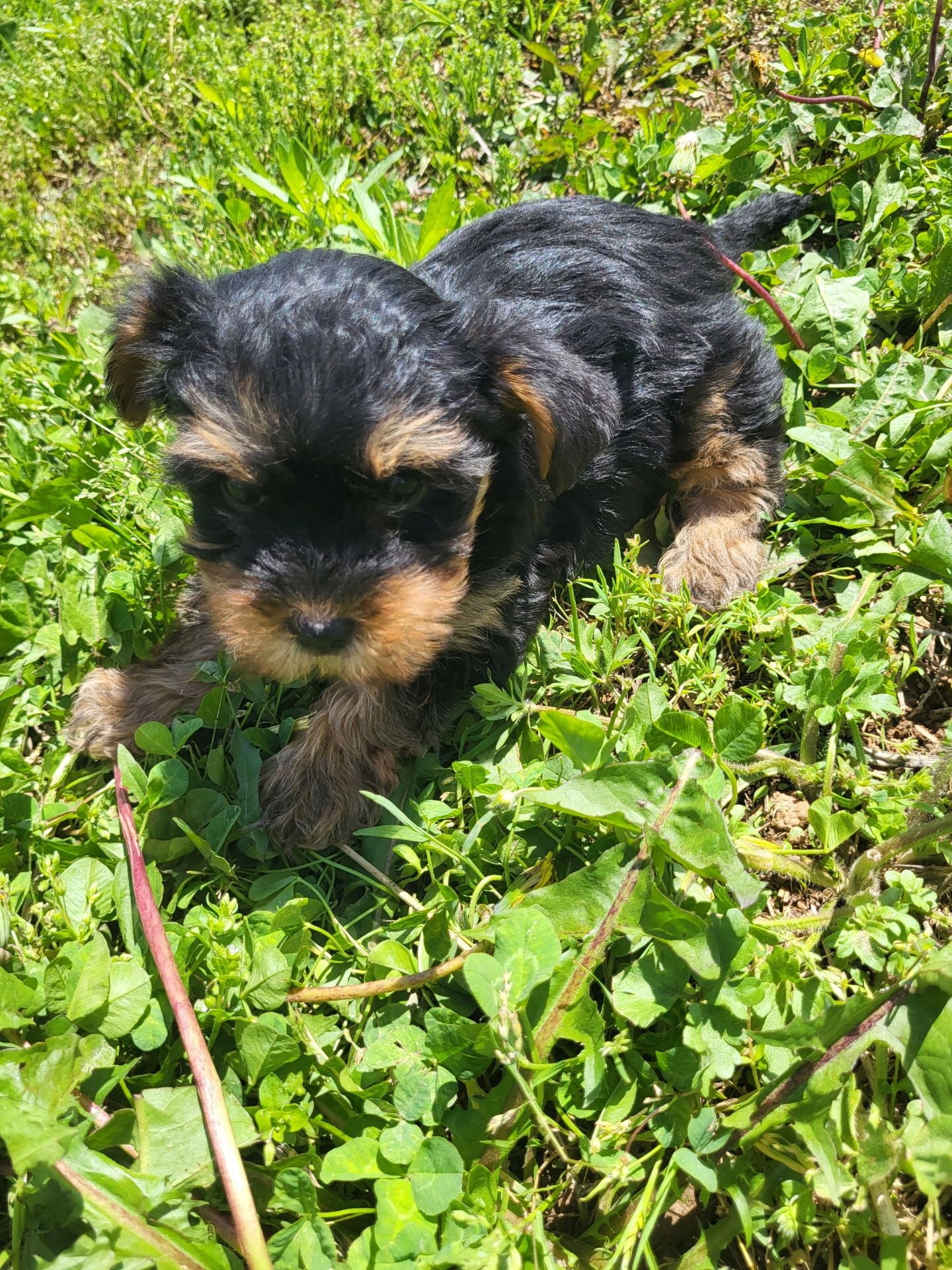 Yorkies