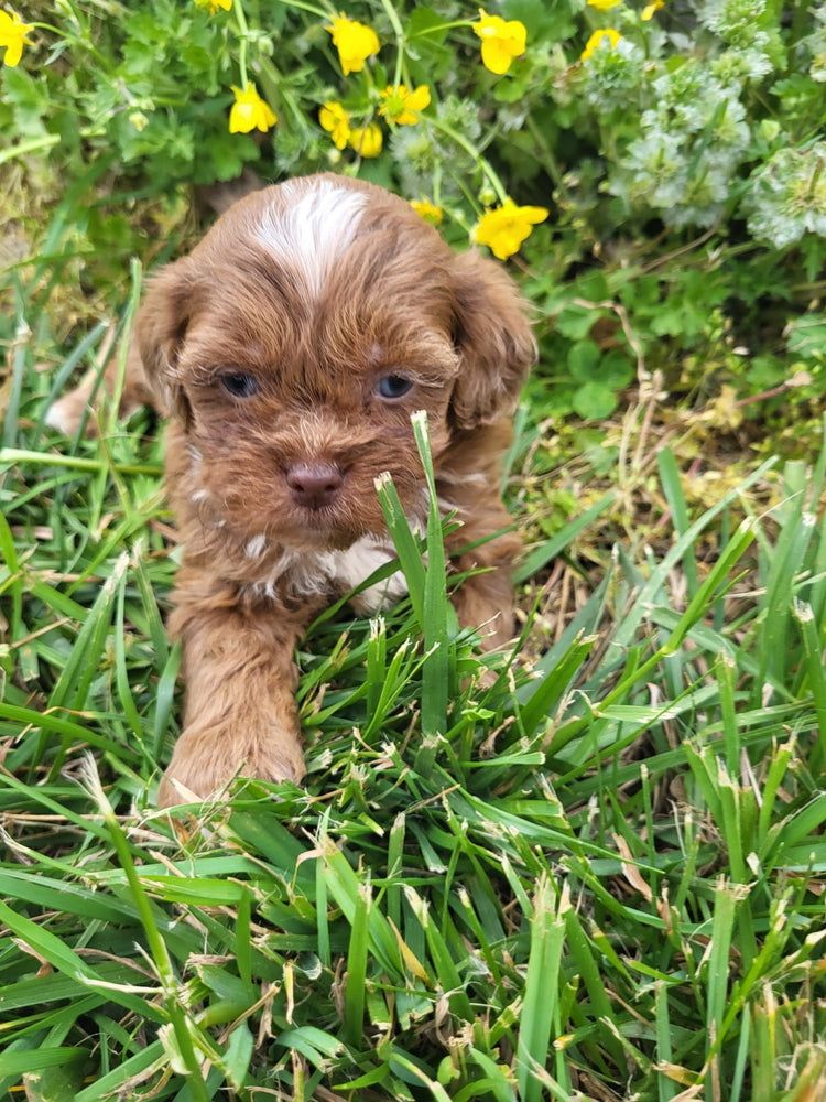 Cavapoo
