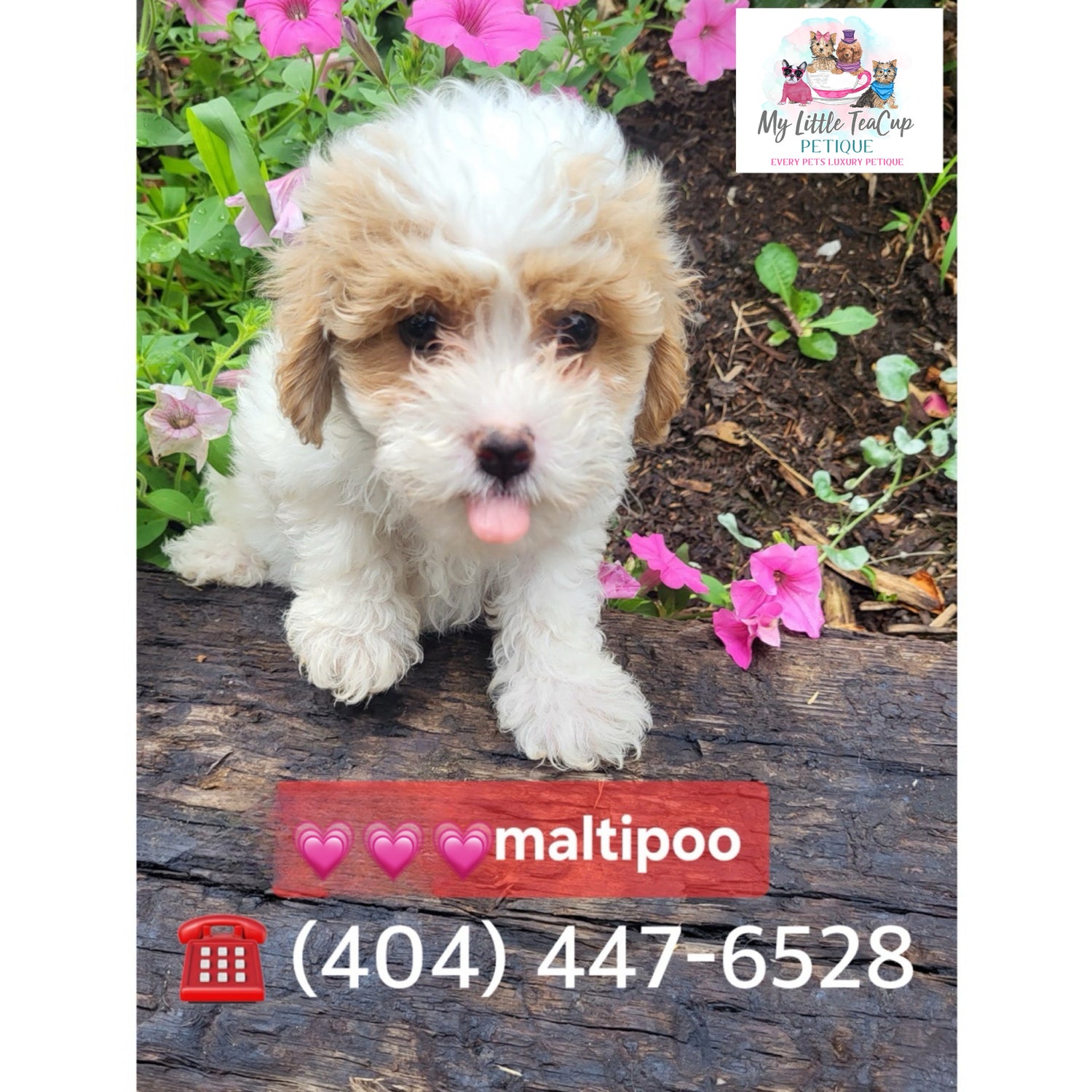Maltipoo