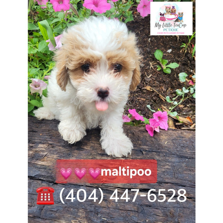 Maltipoo
