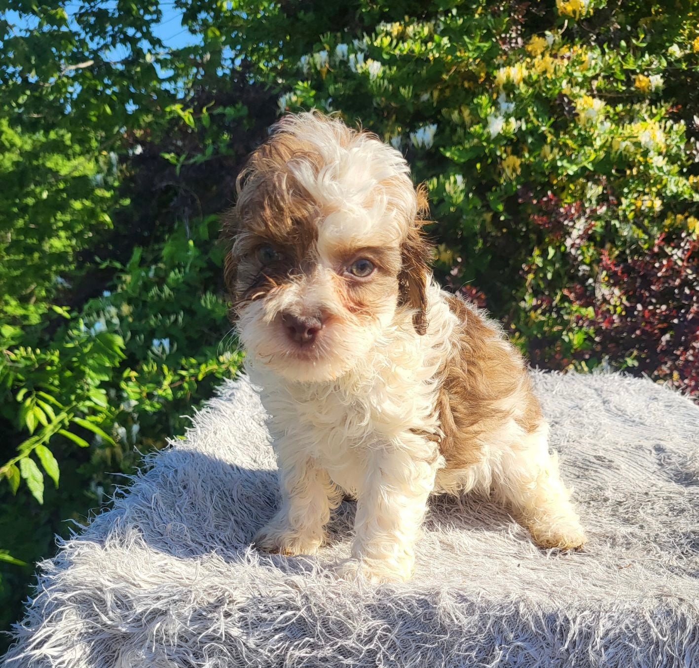 Shih-Poo