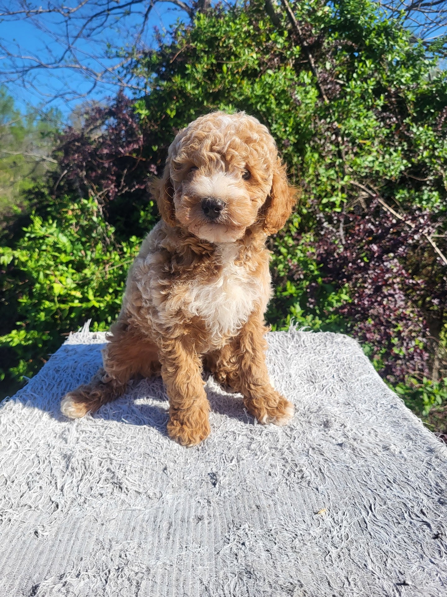 Mini Poodle