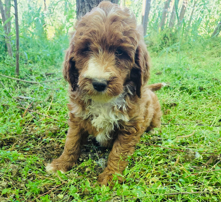 Mini Goldendoodles