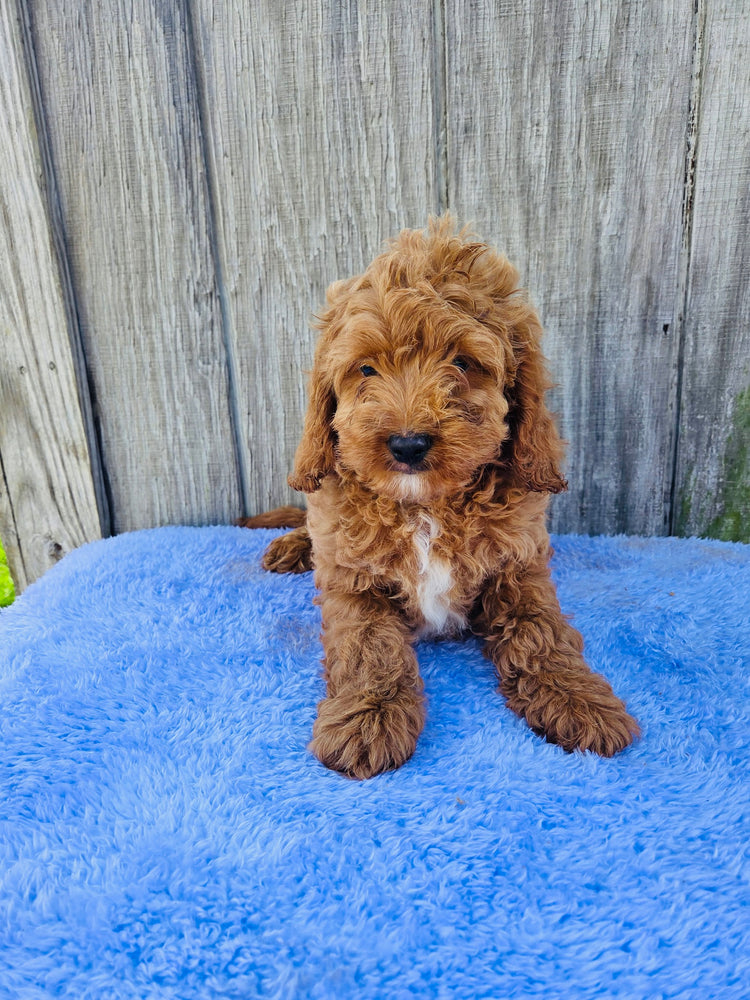 Cockapoo