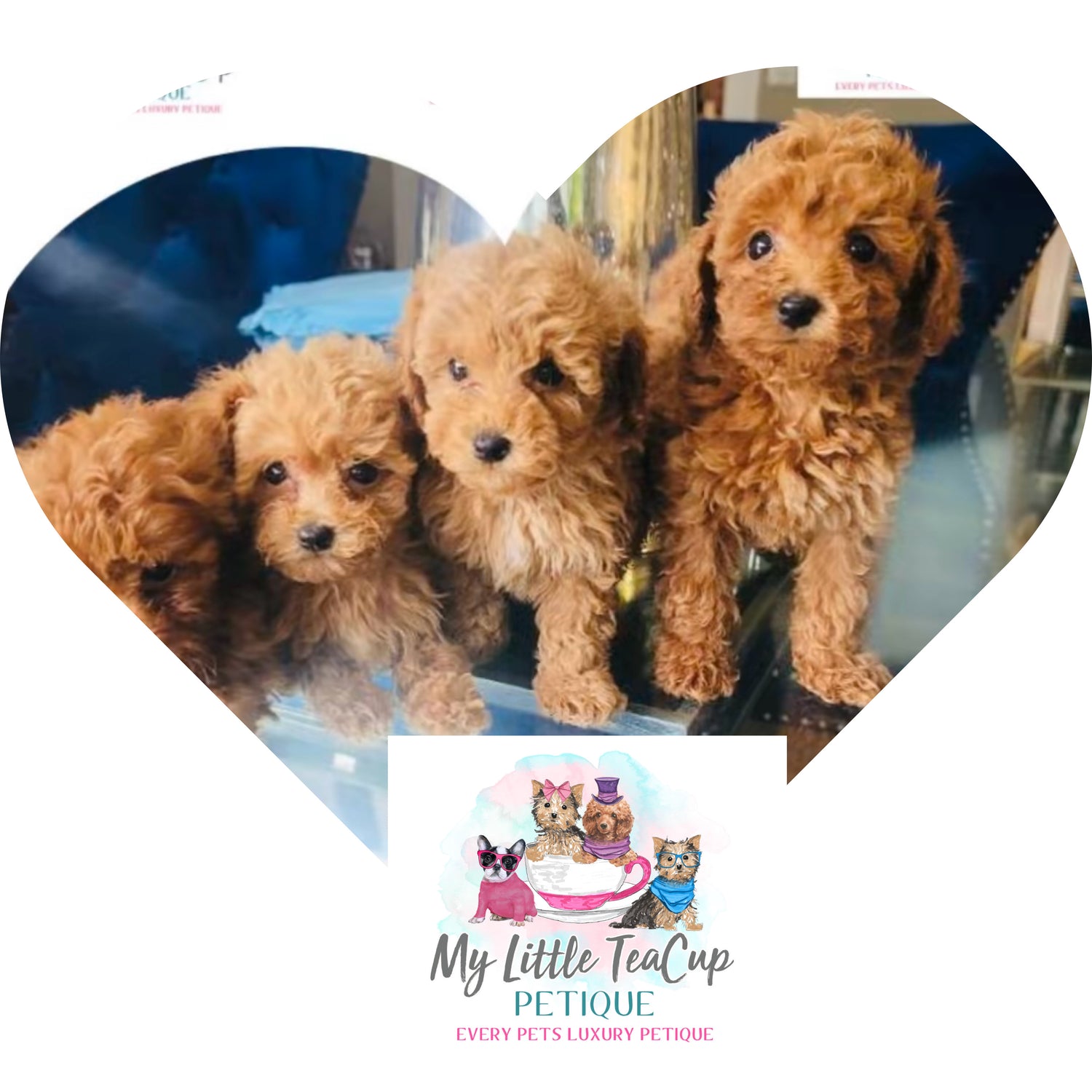 Available Puppies