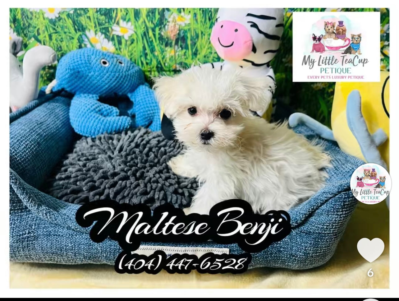 Maltese