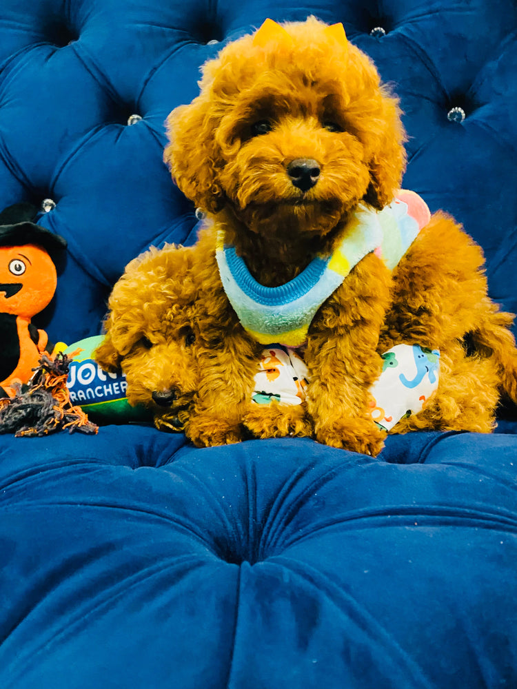 Toy Poodles