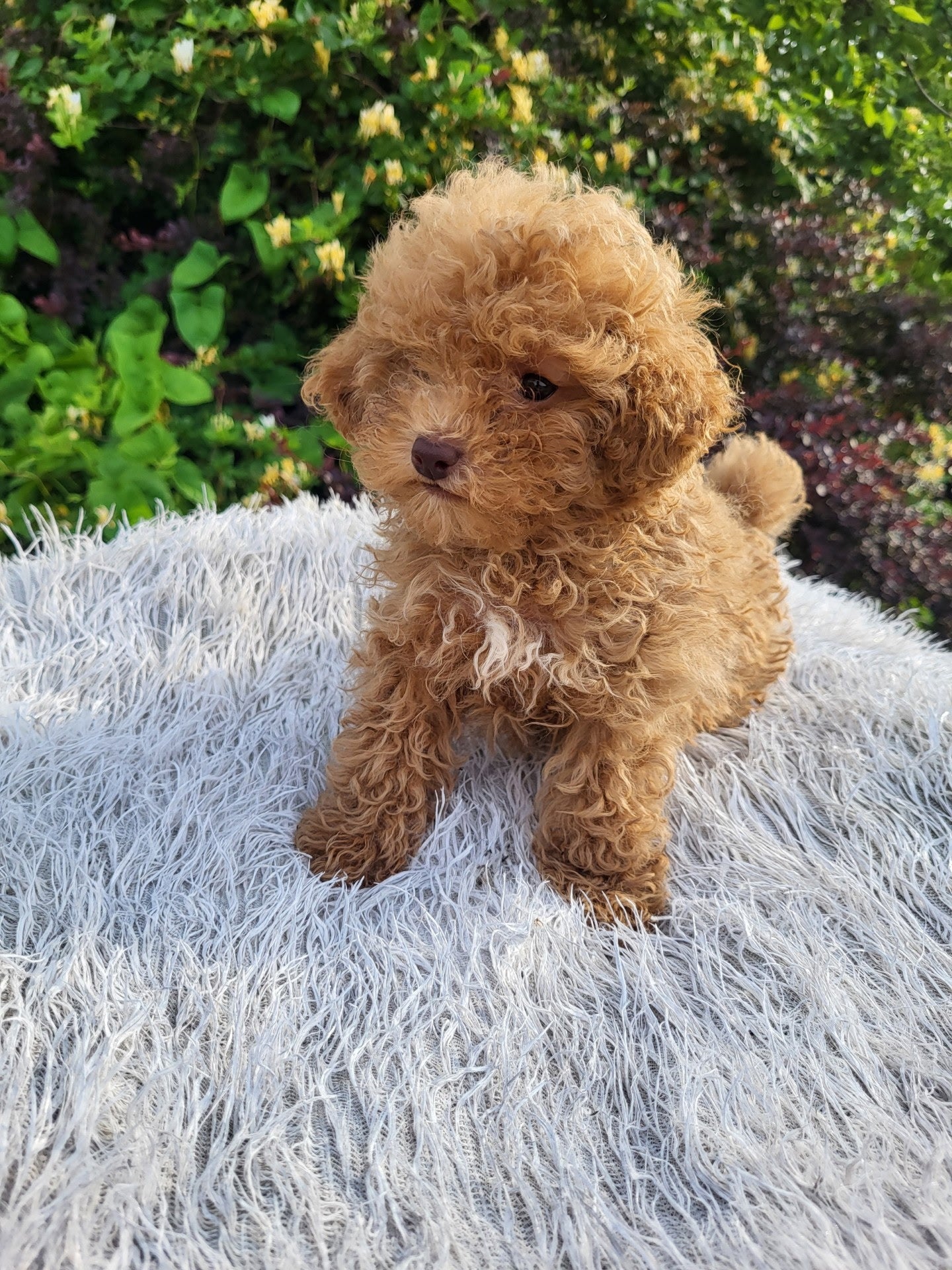 Toy Poodles