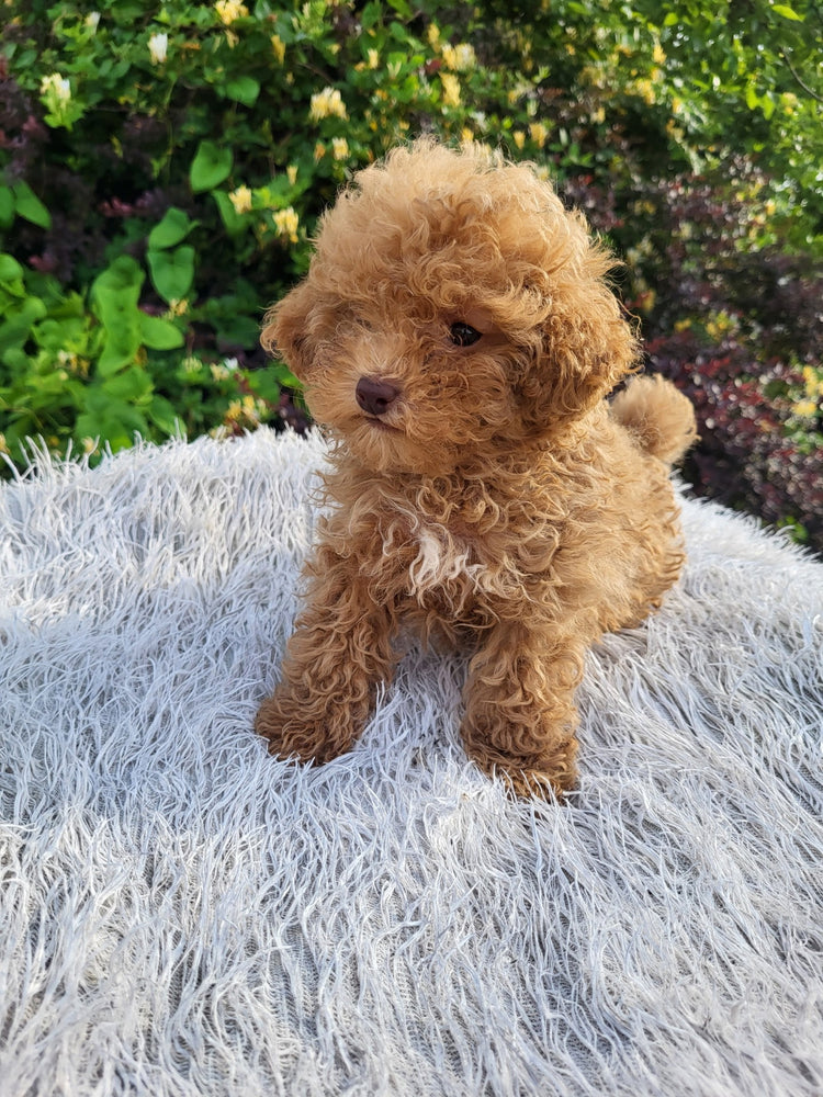 Toy Poodles