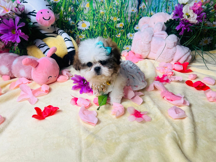 Shih-Tzu