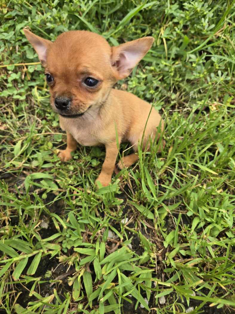 Chihuahua