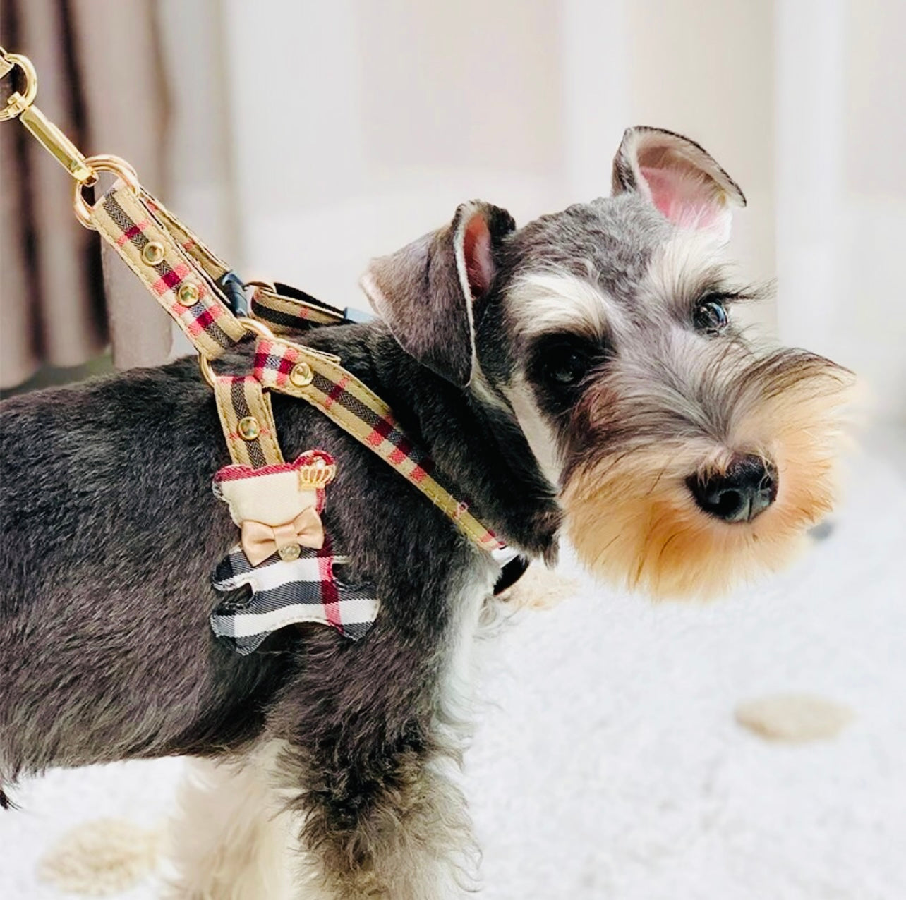 Collar, Harness & Leash Set