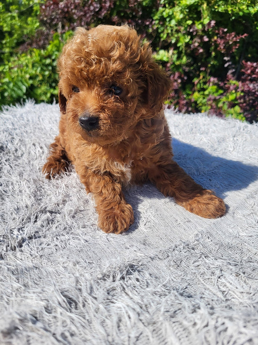 Toy Poodle