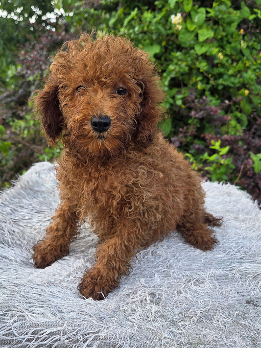 Mini Poodle